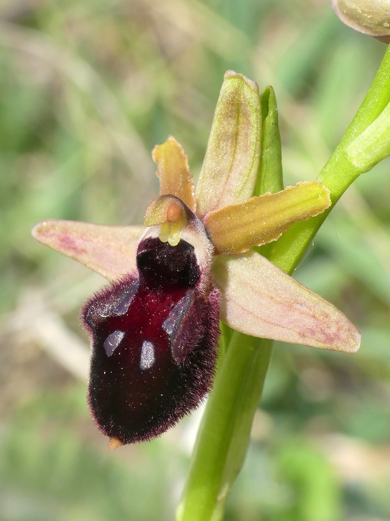 Ophrys promontorii e forme variabili  Lazio e Abruzzo aprile e maggio 2018